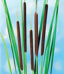 Image result for Rohrkolben