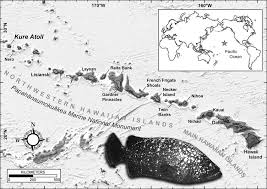 Image result for Hyporthodus quernus