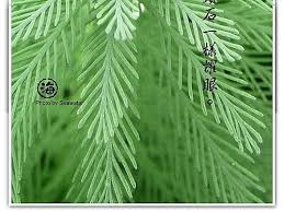 「粉綠狐尾藻」的圖片搜尋結果