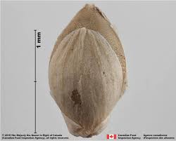 Attēlu rezultāti vaicājumam “Setaria viridis leaf”