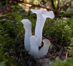 Attēlu rezultāti vaicājumam “Pseudohydnum gelatinosum”