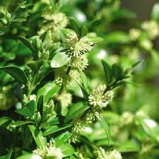 Attēlu rezultāti vaicājumam “Buxus sempervirens flower”