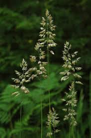 Attēlu rezultāti vaicājumam “Holcus lanatus”