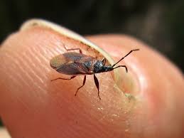 Attēlu rezultāti vaicājumam “Gastrodes grossipes”