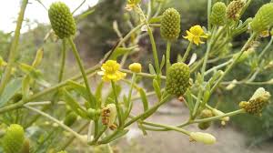 Attēlu rezultāti vaicājumam “Ranunculus sceleratus fruit”