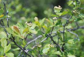 Attēlu rezultāti vaicājumam “Crataegus chrysocarpa”