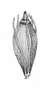 Attēlu rezultāti vaicājumam “Eleocharis quinqueflora flower”