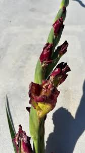 Attēlu rezultāti vaicājumam “Gladiolus imbricatus bud”