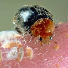 Image result for Cryptolaemus