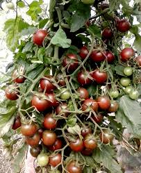 Afbeeldingsresultaat voor black cherry tomato