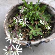 Attēlu rezultāti vaicājumam “Silene tatarica bud”