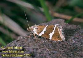 Attēlu rezultāti vaicājumam “Deltote bankiana”