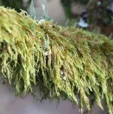 Attēlu rezultāti vaicājumam “Hypnum cupressiforme sporophyte”