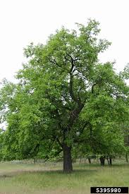 Attēlu rezultāti vaicājumam “Morus alba”