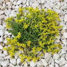 Image result for Mauerpfeffer