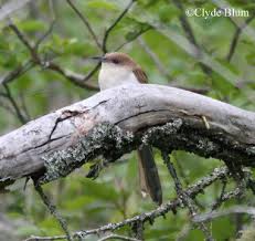 Image result for Coccyzus erythropthalmus