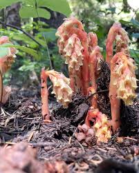 Attēlu rezultāti vaicājumam “Monotropa hypopitys flower”