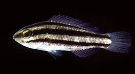 Image result for Scarus zelindae