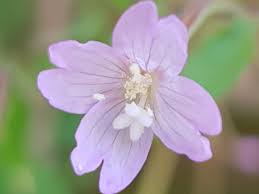 Image result for Weidenröschen