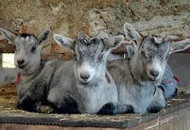 Attēlu rezultāti vaicājumam “Capra”