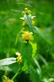 Attēlu rezultāti vaicājumam “Lamiastrum galeobdolon bud”