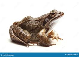 Attēlu rezultāti vaicājumam “Rana temporaria”