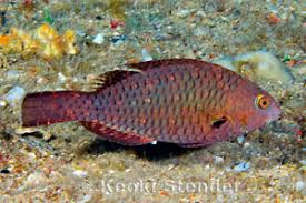 Image result for Calotomus carolinus