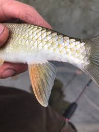 Image result for Moxostoma erythrurum