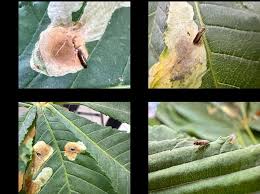 Attēlu rezultāti vaicājumam “Cameraria ohridella”