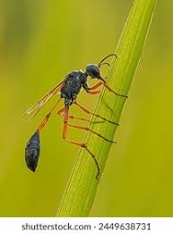 Attēlu rezultāti vaicājumam “Ammophila sp.”