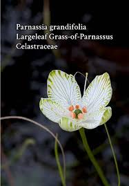 Attēlu rezultāti vaicājumam “Parnassiaceae”