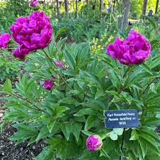 Attēlu rezultāti vaicājumam “Paeonia lactiflora”
