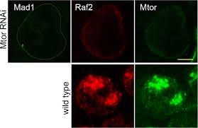 Attēlu rezultāti vaicājumam “Diderma testaceum macro”