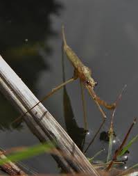 Attēlu rezultāti vaicājumam “Ranatra linearis”