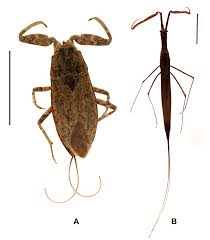 Attēlu rezultāti vaicājumam “Nepa cinerea”