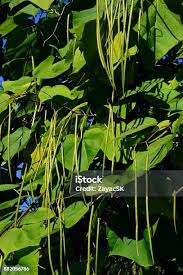 Attēlu rezultāti vaicājumam “Catalpa ovata fruit”