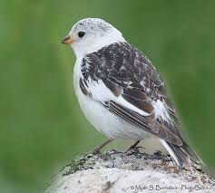 Attēlu rezultāti vaicājumam “Plectrophenax nivalis adult”