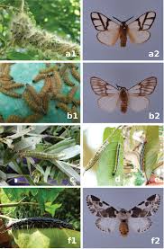 Attēlu rezultāti vaicājumam “Anthrenus sp. imago”