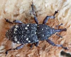 Attēlu rezultāti vaicājumam “Pissodes castaneus”