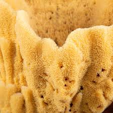 Attēlu rezultāti vaicājumam “Spongia”