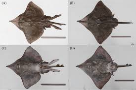 Image result for Dipturus batis