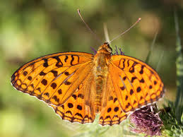 Attēlu rezultāti vaicājumam “Argynnis adippe underside”