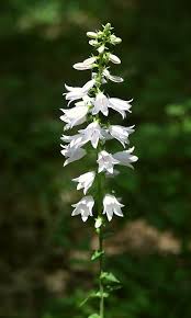 Attēlu rezultāti vaicājumam “Campanula bononiensis”