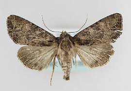 Attēlu rezultāti vaicājumam “Apamea remissa”