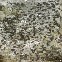 Attēlu rezultāti vaicājumam “Xylographa paralella”