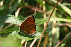 Attēlu rezultāti vaicājumam “Thecla betulae female”