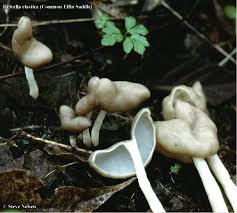 Attēlu rezultāti vaicājumam “Helvella elastica”