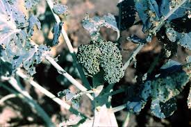Attēlu rezultāti vaicājumam “Cruciferae”