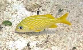 Image result for Haemulon flavolineatum