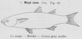 Image result for Chelon richardsonii